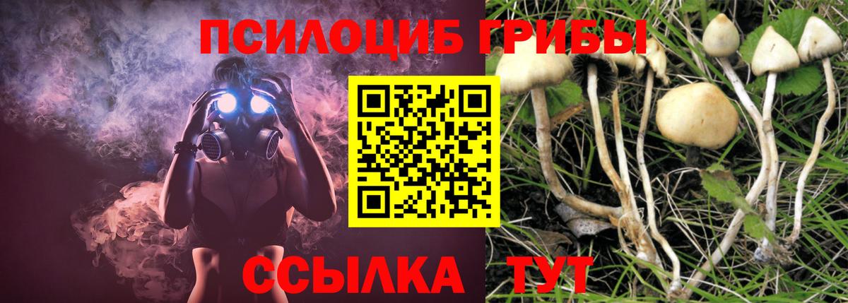 Псилоцибиновые грибы Psilocybine cubensis Полысаево
